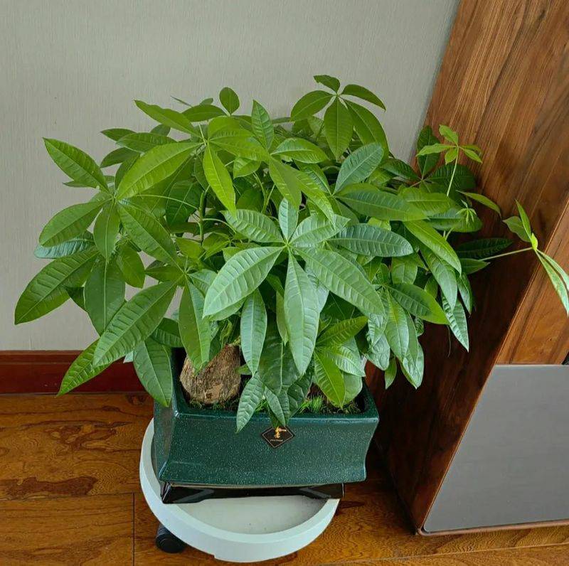 The method of planting the revenue tree