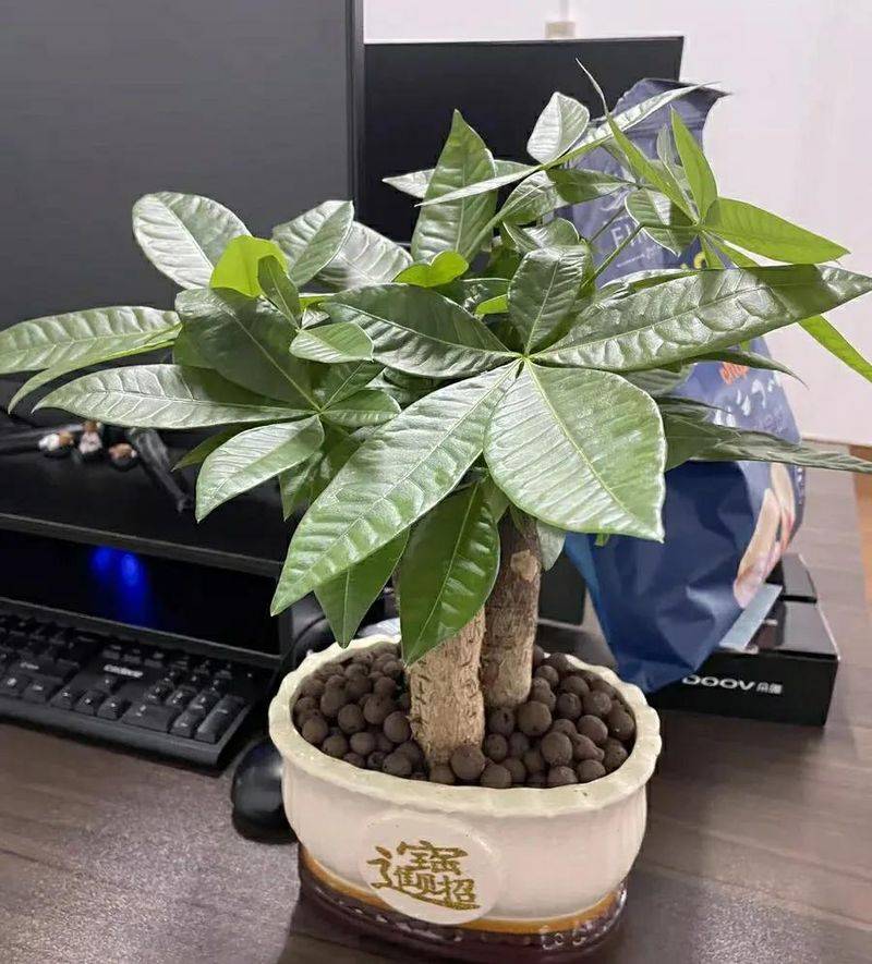 The method of planting the revenue tree