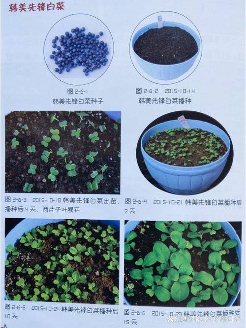 Plankting methods