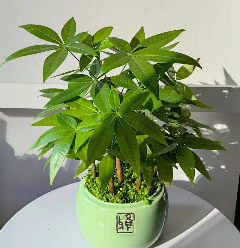 招财树的种植方法