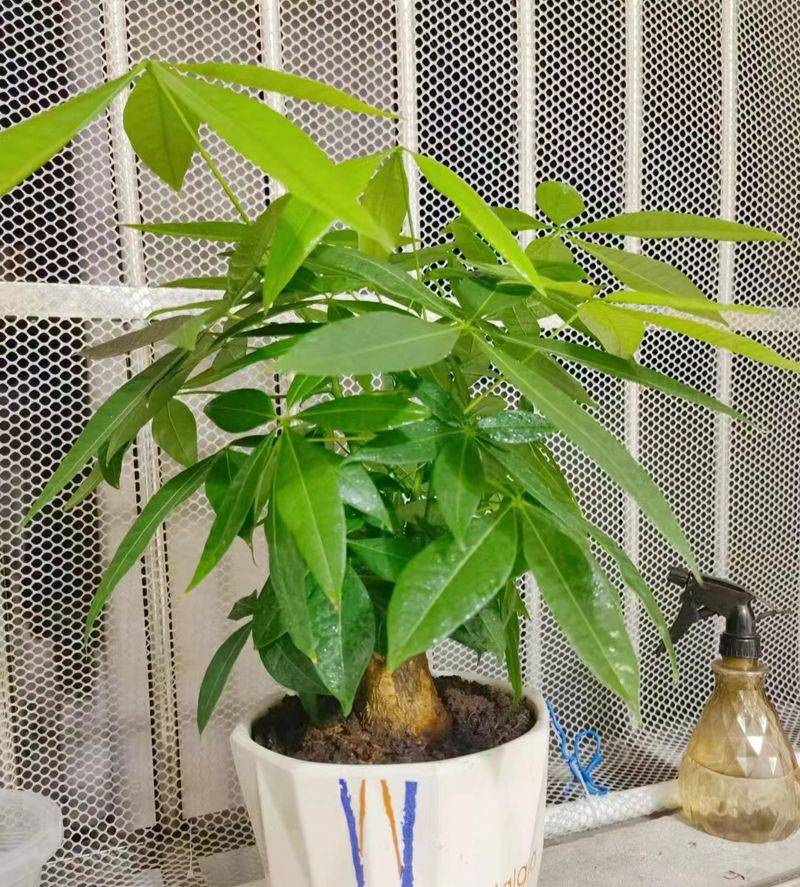 招财树的种植方法