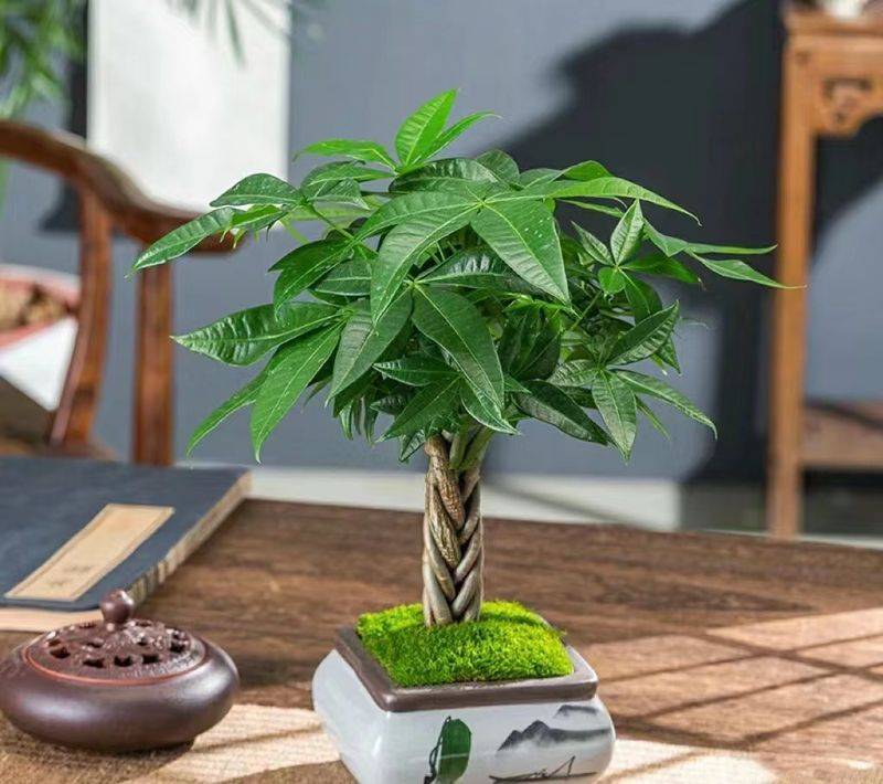 招财树的种植方法