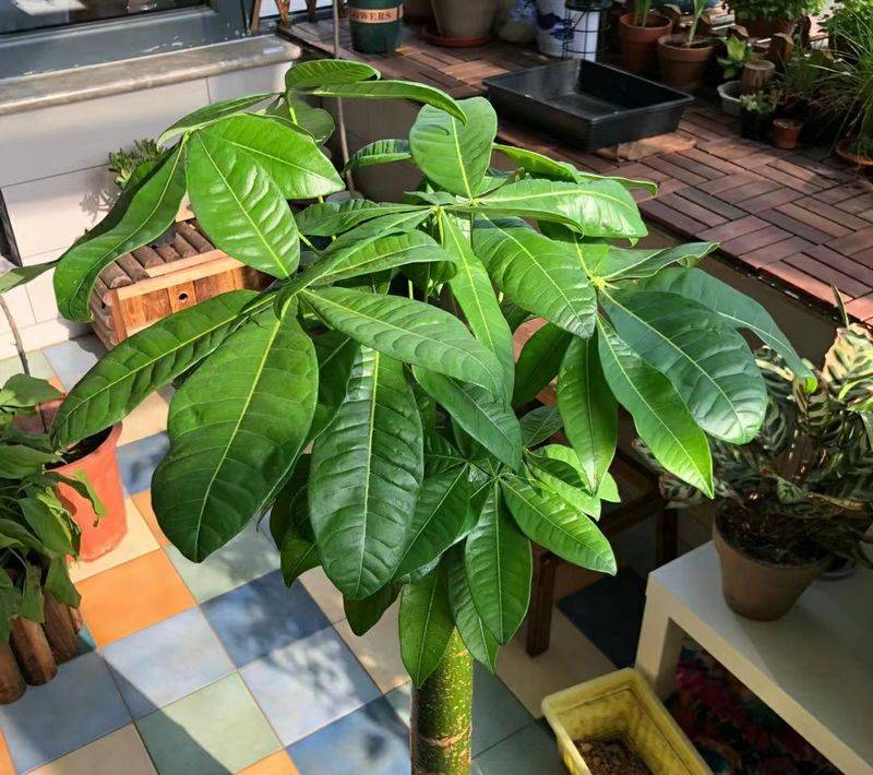 招财树的种植方法