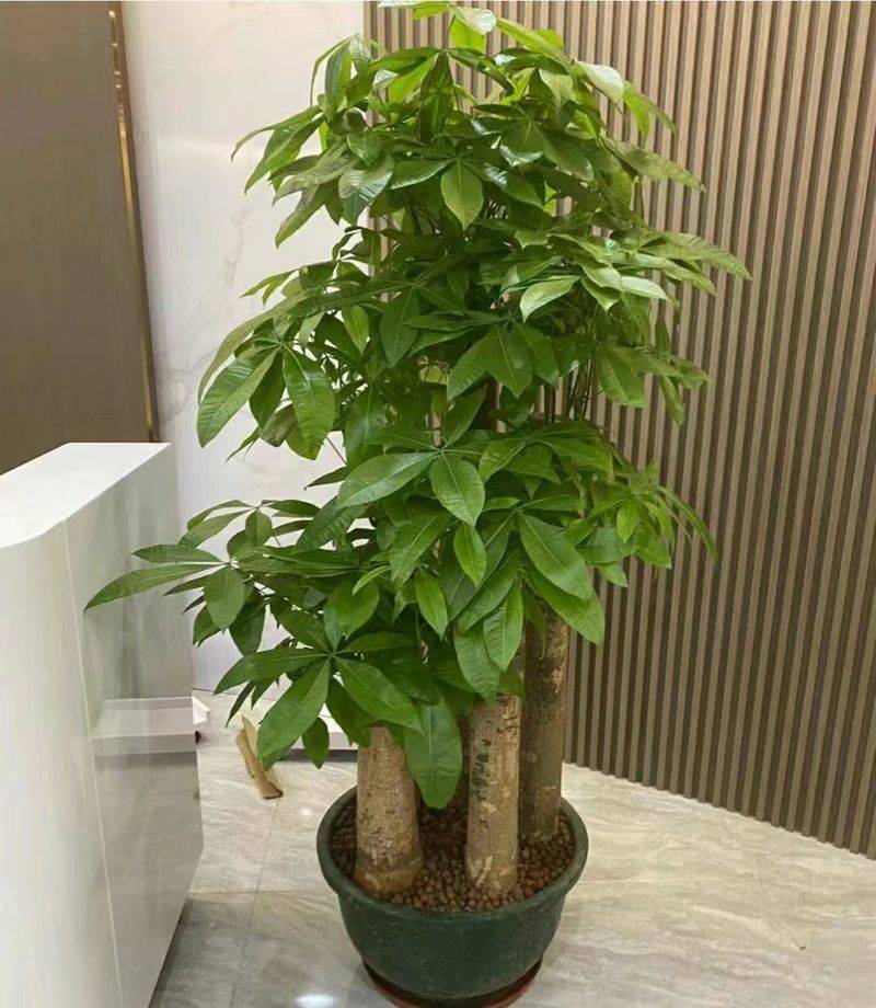 招财树的种植方法