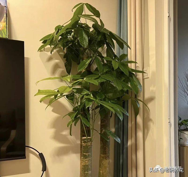 The method of planting the revenue tree