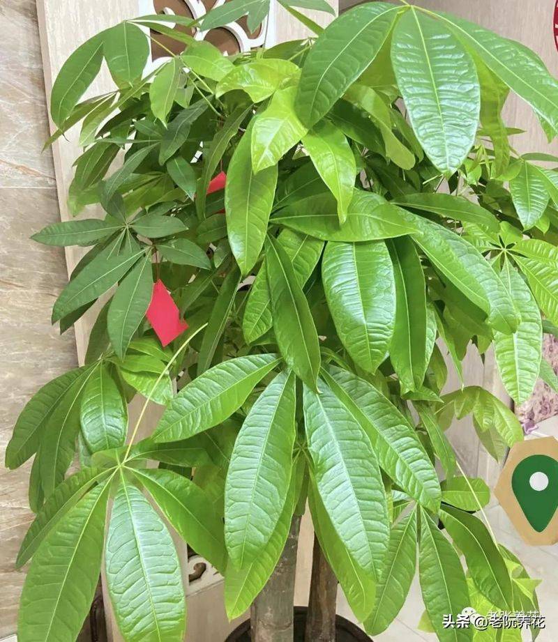 The method of planting the revenue tree