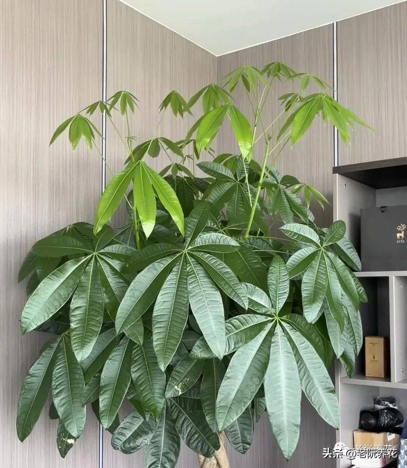 The method of planting the revenue tree