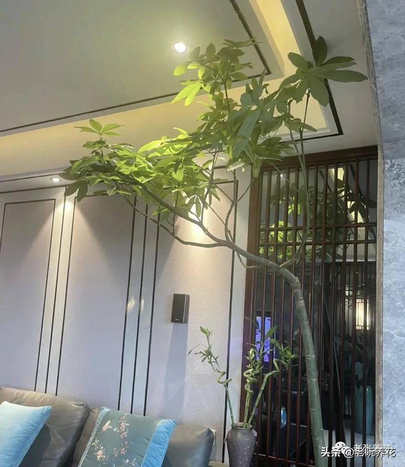 The method of planting the revenue tree