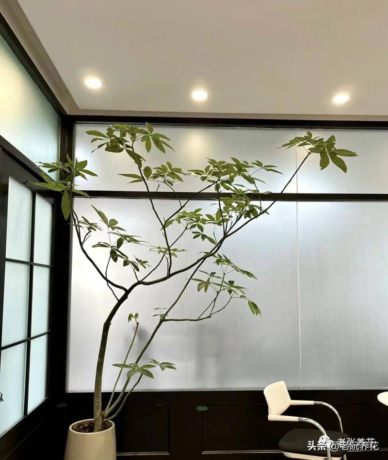 The method of planting the revenue tree