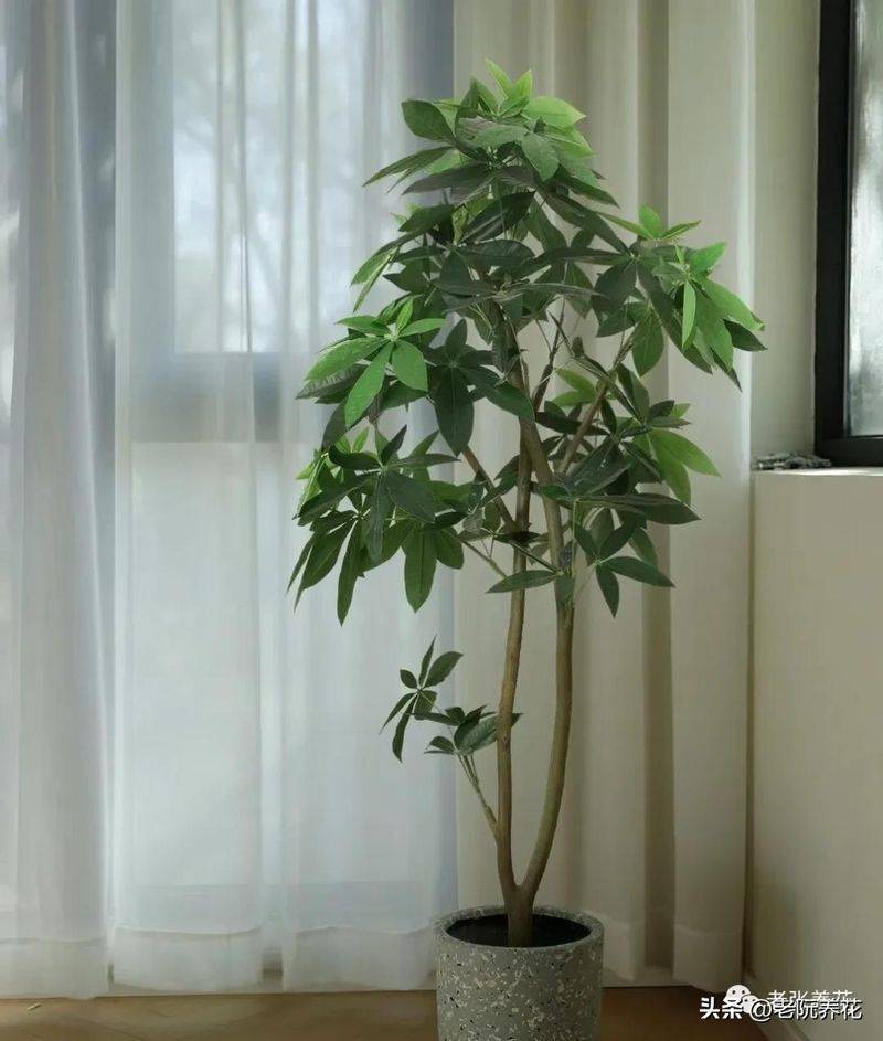 The method of planting the revenue tree