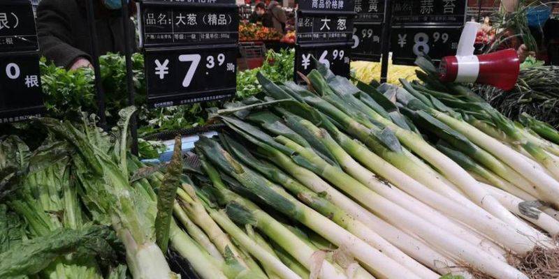 过冬葱的种植方法