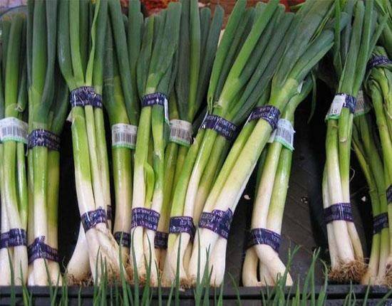 过冬葱的种植方法