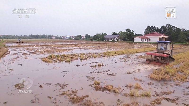 Jilin rice plantation technology video
