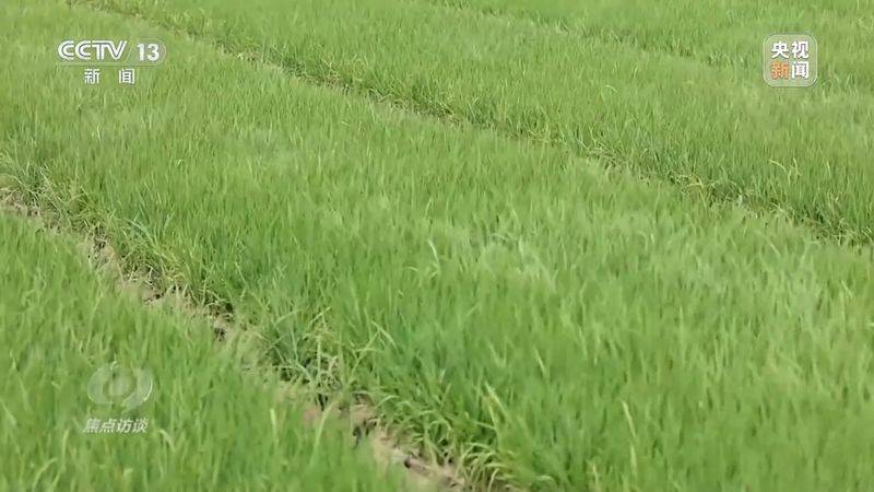 Jilin rice plantation technology video