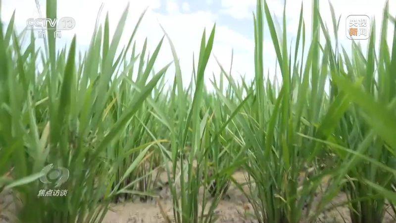 Jilin rice plantation technology video