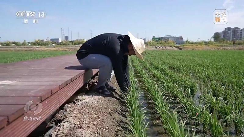 Jilin rice plantation technology video