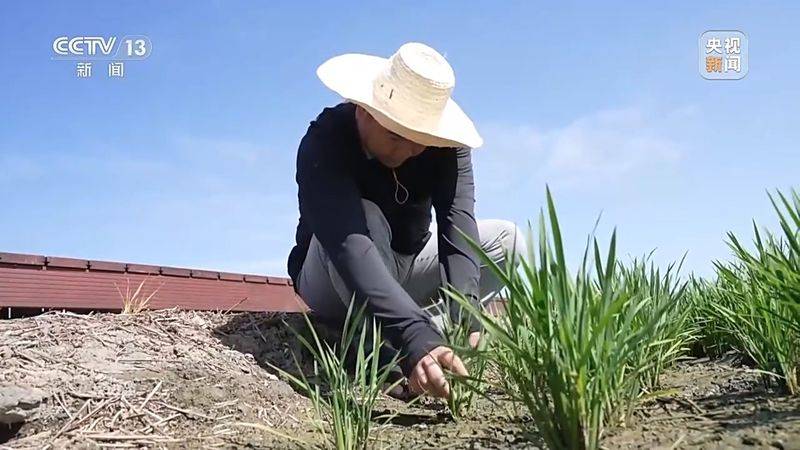 Jilin rice plantation technology video