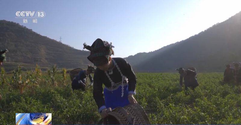Paprika cultivation technology