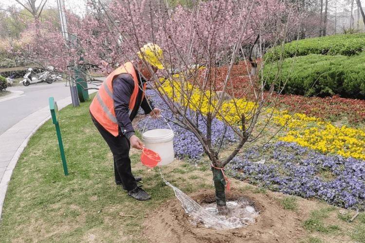 The method of planting winter onions