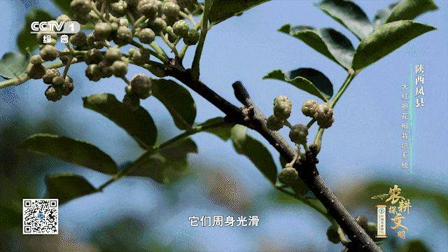 Picture of the method of planting the pepper tree