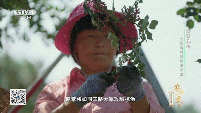 Picture of the method of planting the pepper tree