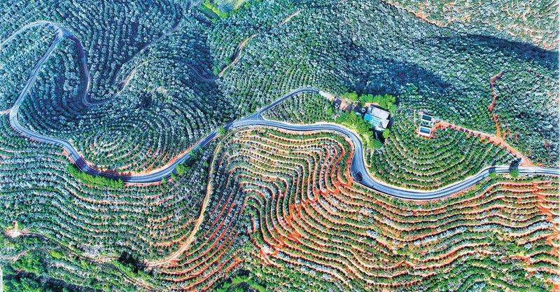 山油茶种植技术
