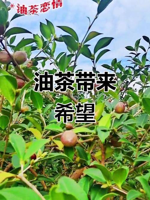 山油茶种植技术