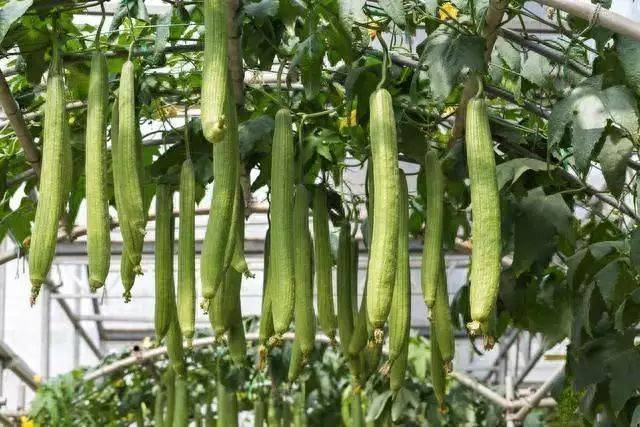 Artisanal cultivation techniques