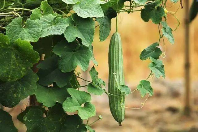 Artisanal cultivation techniques