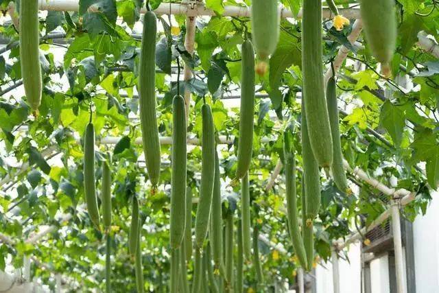 Artisanal cultivation techniques