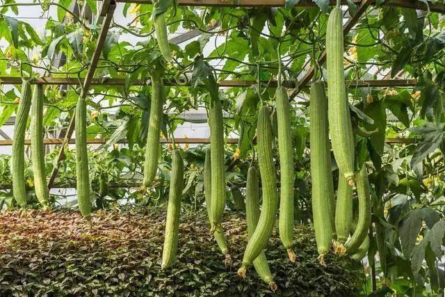 Artisanal cultivation techniques