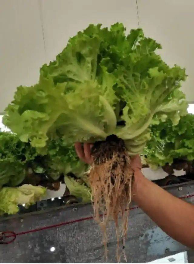 水生菜种植方法