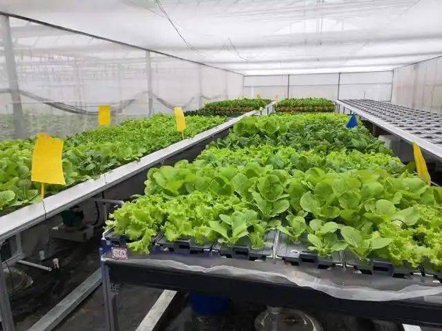 水生菜种植方法