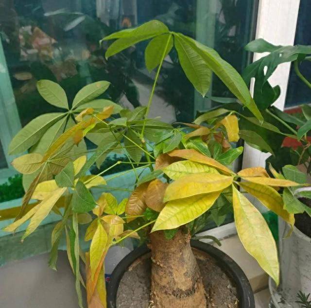 招财树的种植方法