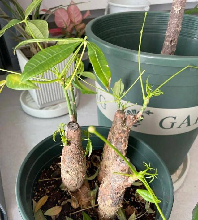 招财树的种植方法