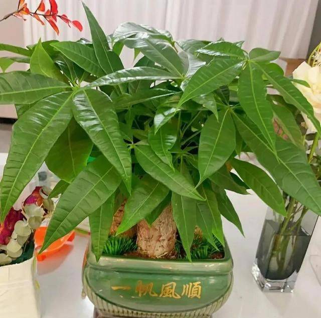 招财树的种植方法