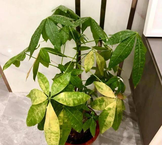 招财树的种植方法