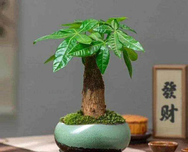 招财树的种植方法