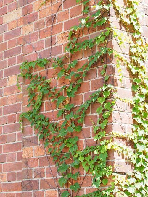 Time and method of planting snakes