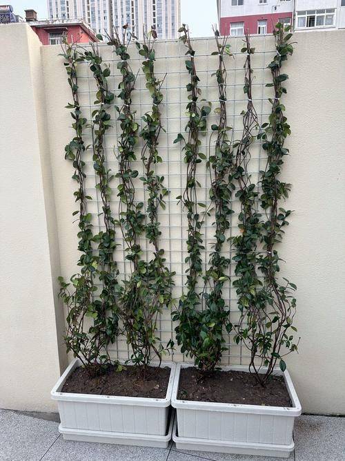 Time and method of planting snakes