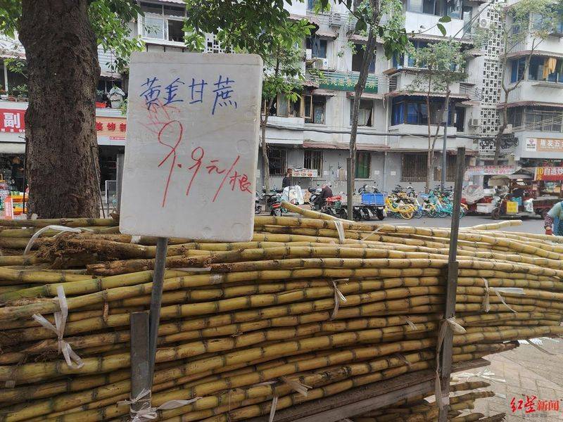 青皮甘蔗种植方法