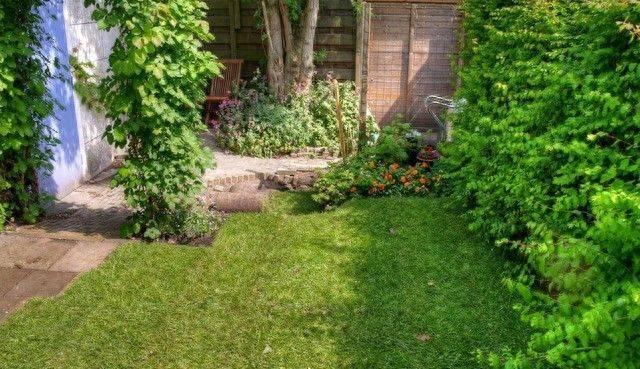 庭院里的双刃剑：花椒树的利与弊