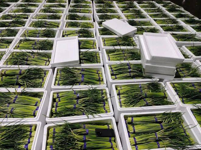 寿光有机蔬菜种植技术