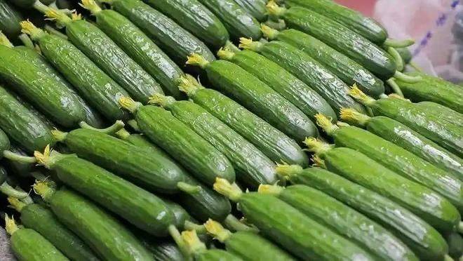 寿光有机蔬菜种植技术