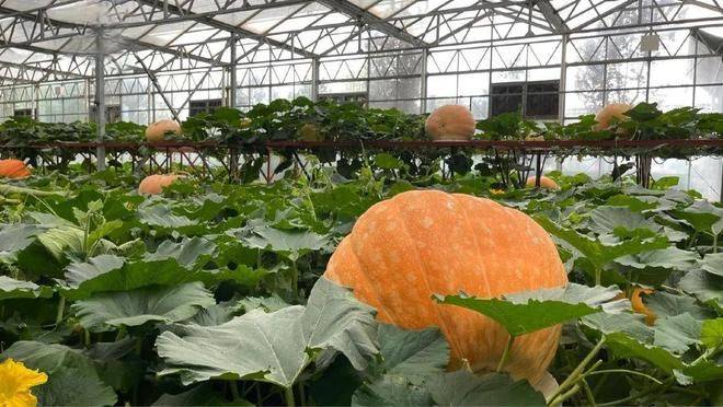 寿光有机蔬菜种植技术