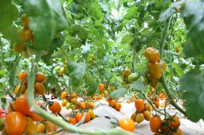 寿光有机蔬菜种植技术