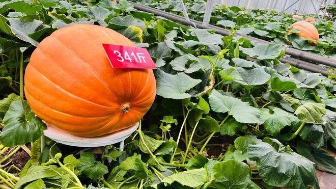 寿光有机蔬菜种植技术