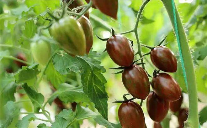 寿光有机蔬菜种植技术