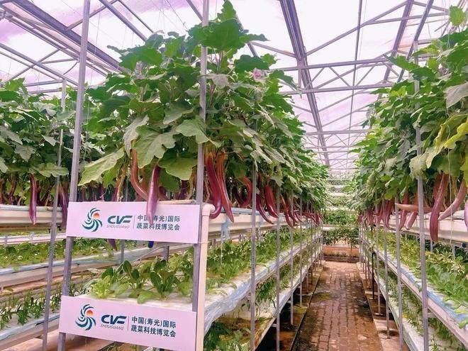 寿光有机蔬菜种植技术