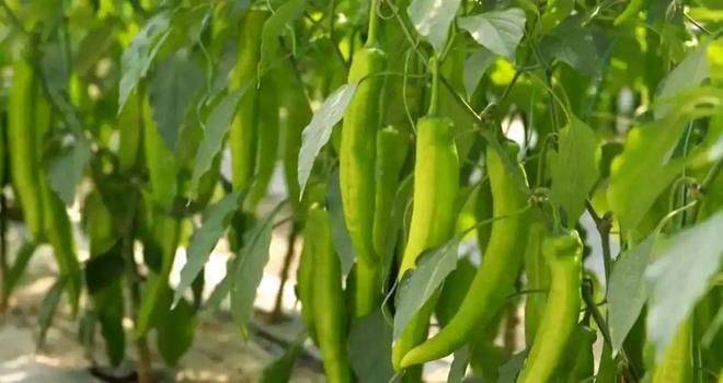 寿光有机蔬菜种植技术